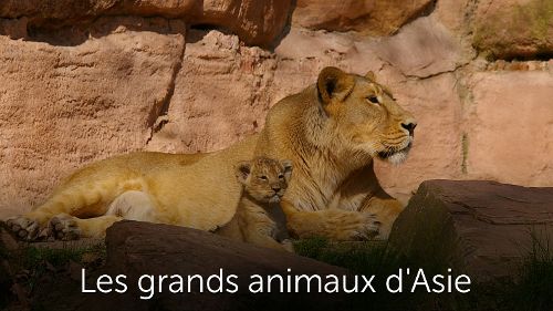 Image de Les grands animaux d'Asie sur Ushuaïa TV