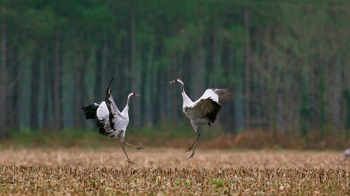 Image de Le plus beau pays du monde - Opus 2 sur Animaux