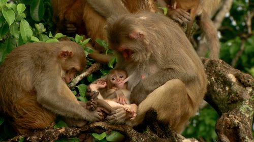 Image de Primates des Caraïbes sur Ushuaïa TV