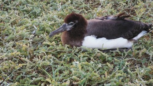 Image de Les oiseaux d'Amérique sur NatGeoWild