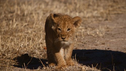 Image de Au royaume des lions sur NatGeoWild