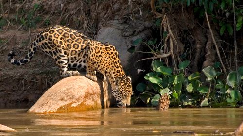 Image de Félin et majestueux sur NatGeoWild