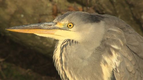 Image de Au coeur de la Sologne sur Animaux