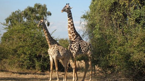 Image de Les cigognes de la Luangwa sur Animaux