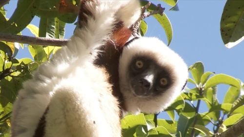 Image de Dernières chances pour les lémuriens de Madagascar sur Animaux