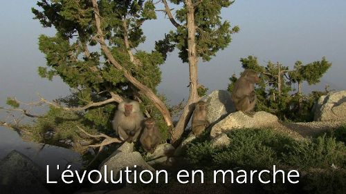 Image de L'évolution en marche sur Arte