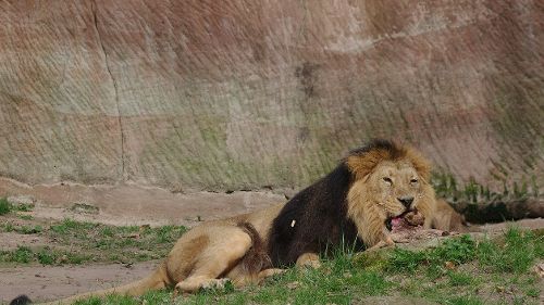 Image de Les grands animaux d'Asie sur Ushuaïa TV