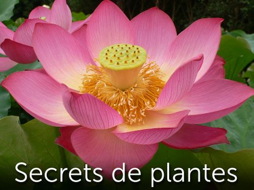 Image de Secrets de plantes sur Science & Vie TV