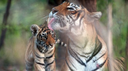 Image de La vengeance des tigresses sur NatGeoWild