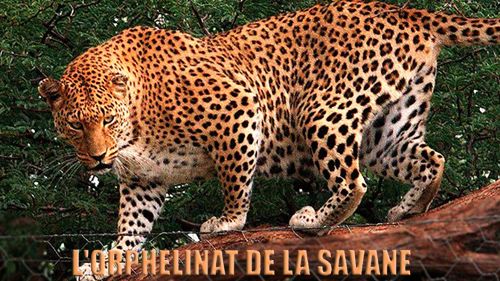 Image de L'orphelinat de la savane sur Animaux