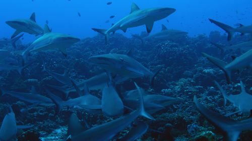 Image de Gang de requins sur NatGeoWild