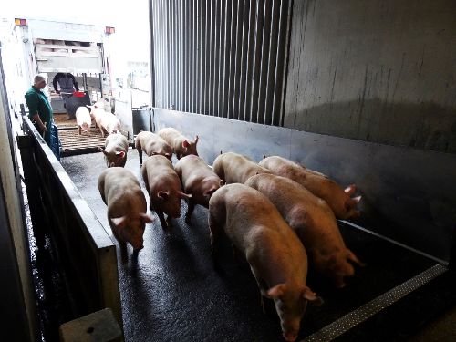 Image de Voyage au bout de la viande sur Arte