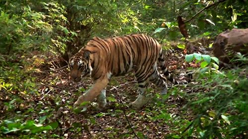 Image de Sur la piste des derniers tigres sur Ushuaïa TV