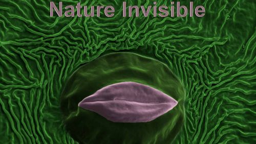 Image de Nature invisible sur Ushuaïa TV