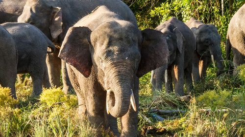 Image de Les grands animaux d'Asie sur Ushuaïa TV