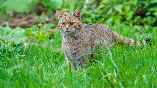 La forêt des félins - Chats sauvages et lynx du Harz